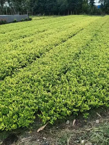 米乐m6官网：森林游戏网球拍怎么改长